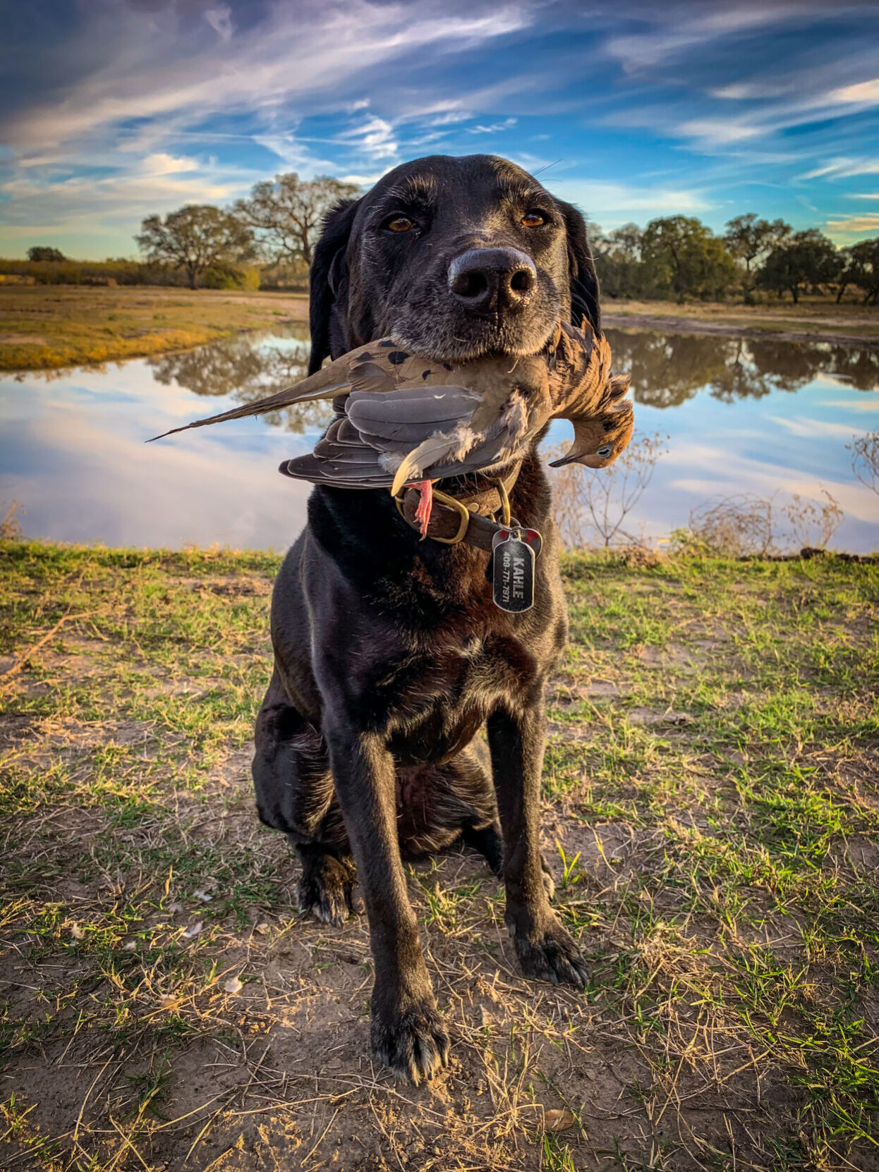 Texas Hunts